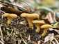 Sárga rókagomba (Cantharellus cibarius), Zemplén